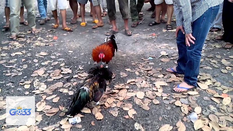 Đá gà go33 - Bảng kèo được sắp xếp dễ theo dõi Đá gà go33 - Bảng kèo được sắp xếp dễ theo dõi