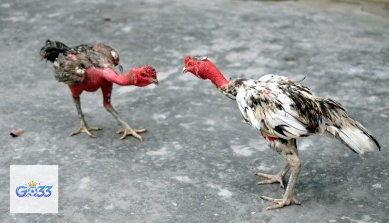 Đá Gà Thomo go33 - Phân biệt cửa Meron, Wala và hòa Đá Gà Thomo go33 - Phân biệt cửa Meron, Wala và hòa