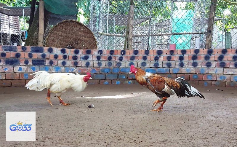 Đá Gà Cựa Sắt go33 - Theo dõi tỷ lệ có chọn lọc Đá Gà Cựa Sắt go33 - Theo dõi tỷ lệ có chọn lọc