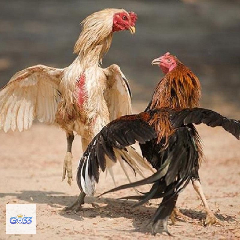 Đá Gà Cựa Sắt go33 - Quản lý vốn rõ ràng Đá Gà Cựa Sắt go33 - Quản lý vốn rõ ràng
